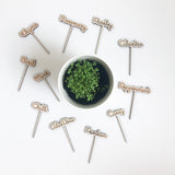 Plant Topper - Urban Li'l